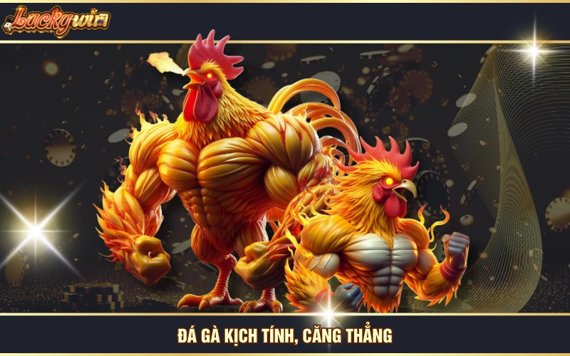 Trang Chủ 24 Đá gà kịch tính, căng thẳng