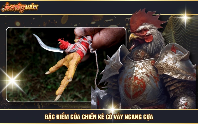 Vảy Gà Huyền Trâm - Loại Vảy Độc Đáo Và Quý Hiếm Số 1 6 Đặc điểm của chiến kê có vảy ngang cựa