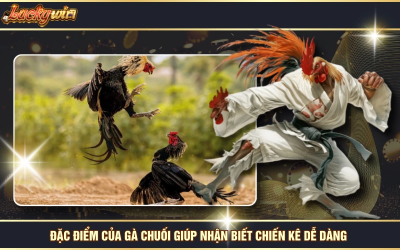 Gà Chuối - Giống Đẹp Mã, Đá Hay Được Sư Kê Ưa Chuộng 5 Đặc điểm của gà chuối giúp nhận biết chiến kê dễ dàng