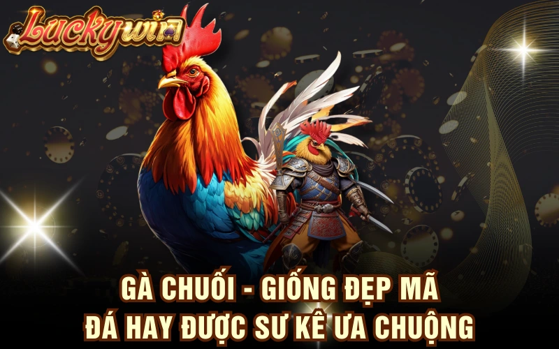 Gà Chuối - Giống Đẹp Mã, Đá Hay Được Sư Kê Ưa Chuộng 4 Gà Chuối - Giống Đẹp Mã, Đá Hay Được Sư Kê Ưa Chuộng