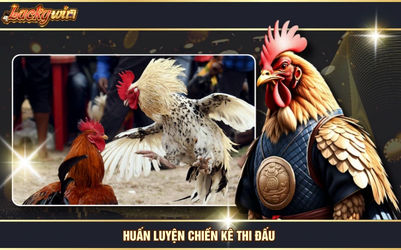 Gà Nhạn - “Bạch Công Tử” Lẫy Lừng Trong Giới Chọi Gà 7 Huấn luyện chiến kê thi đấu