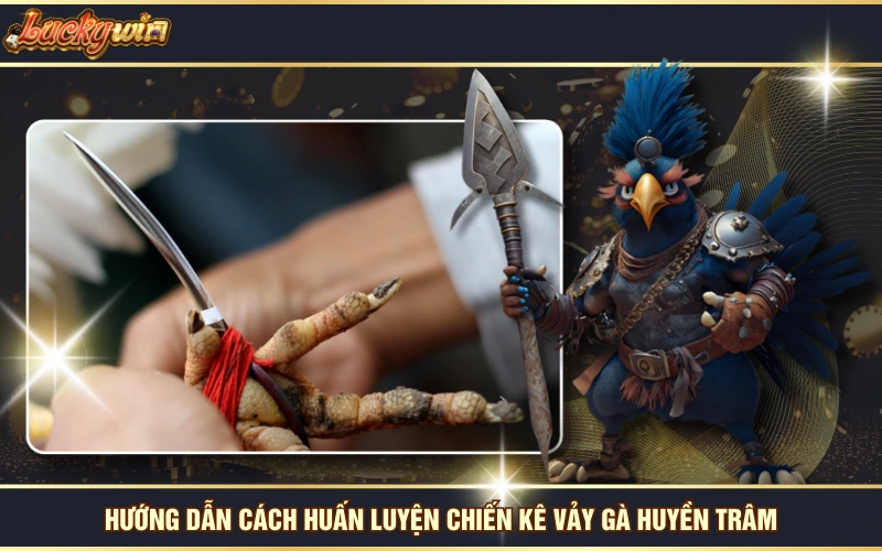 Vảy Gà Huyền Trâm - Loại Vảy Độc Đáo Và Quý Hiếm Số 1 7 Hướng dẫn cách huấn luyện chiến kê vảy gà huyền trâm