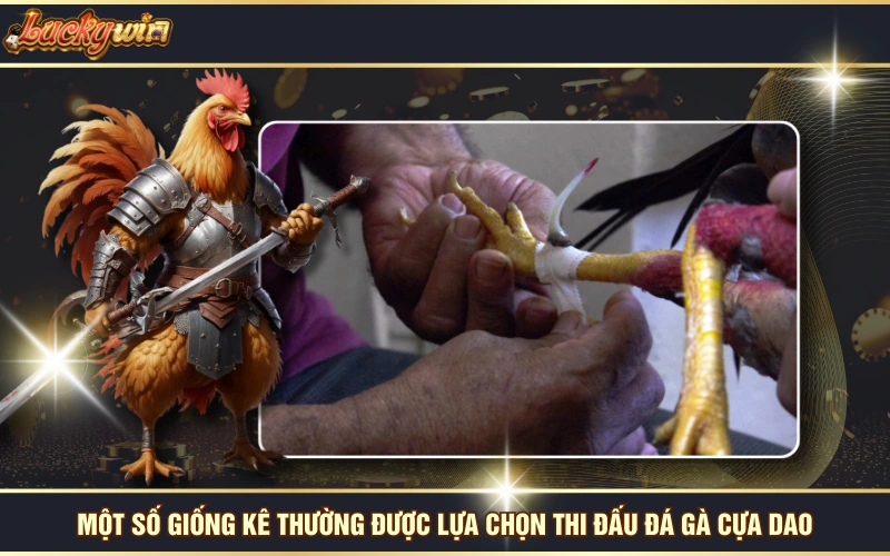 Theo Dõi Đá Gà Cựa Dao Trực Tuyến Kịch Tính Tại LUCKYWIN 7 Một số giống kê thường được lựa chọn thi đấu đá gà cựa dao