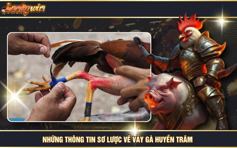 Vảy Gà Huyền Trâm - Loại Vảy Độc Đáo Và Quý Hiếm Số 1 5 Những thông tin sơ lược về vảy gà huyền trâm