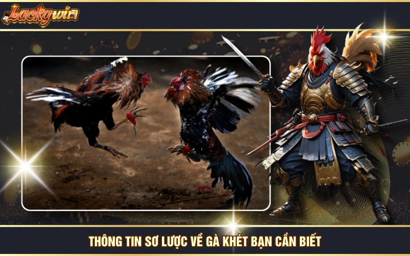 Gà Khét - Tìm Hiểu Về Linh Kê Thiện Chiến Vô Địch Thiên Hạ 5 Thông tin sơ lược về gà khét bạn cần biết
