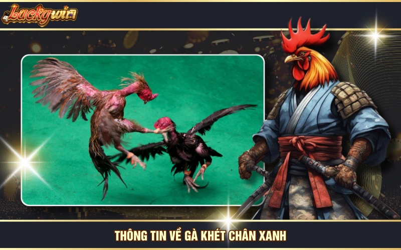 Gà Khét - Tìm Hiểu Về Linh Kê Thiện Chiến Vô Địch Thiên Hạ 7 Thông tin về gà khét chân xanh