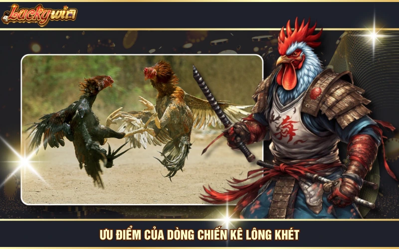 Gà Khét - Tìm Hiểu Về Linh Kê Thiện Chiến Vô Địch Thiên Hạ 6 Ưu điểm của dòng chiến kê lông khét